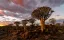 Percursos panorâmicos na Namíbia 